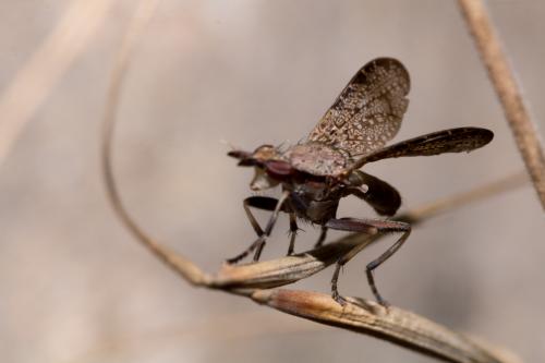 Euthycera cribrata