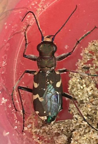 Cicindela hybrida