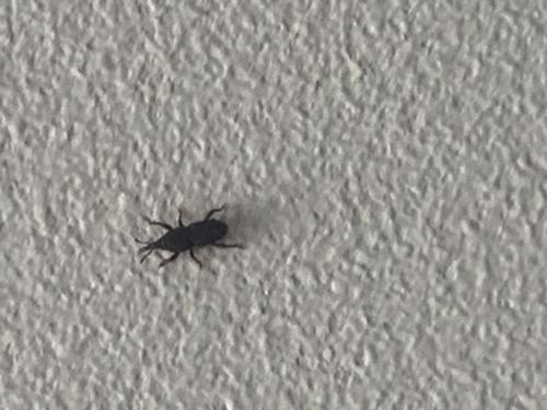 Réf. 268 018 : Sitophilus sp.
