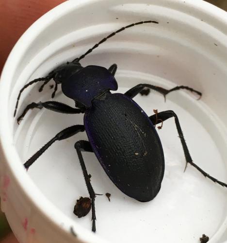 Carabus problematicus