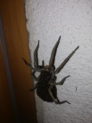 Hogna radiata