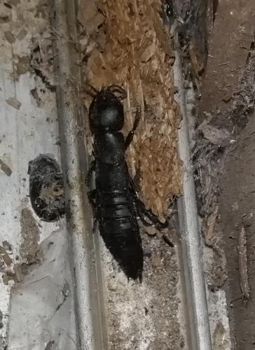 Ocypus sp.