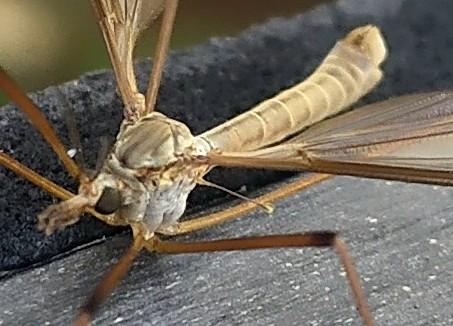 Réf. 268 110 : Tipula sp.