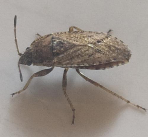 Emblethis sp.