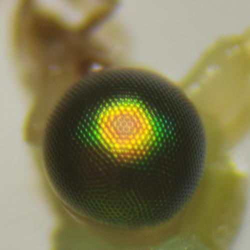 Pseudomallada flavifrons