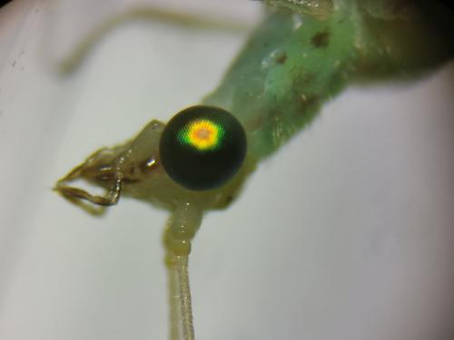 Pseudomallada flavifrons