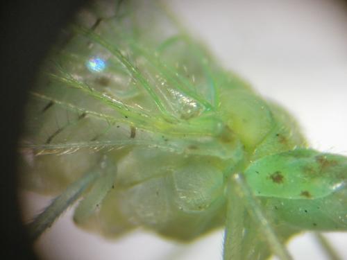 Pseudomallada flavifrons