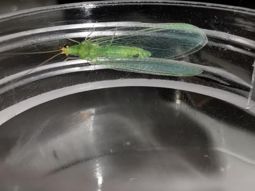 Pseudomallada flavifrons