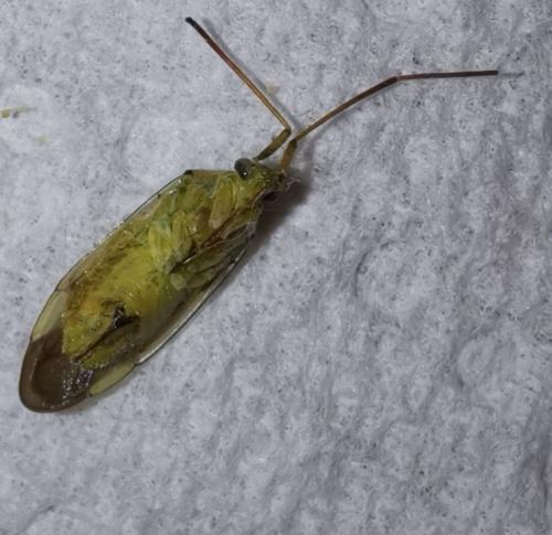 Réf. 268 773 : Adelphocoris lineolatus