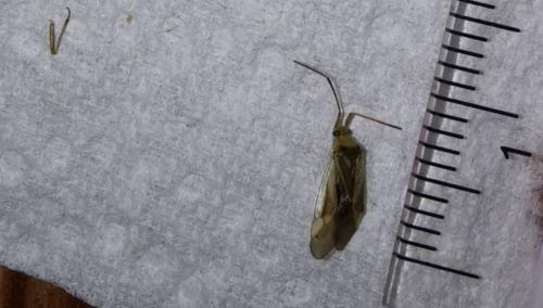 Adelphocoris lineolatus