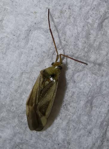 Réf. 268 775 : Adelphocoris lineolatus