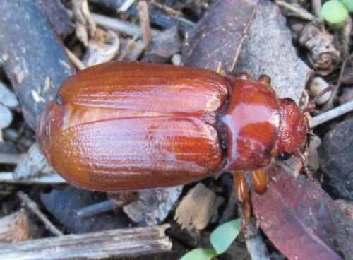 Cebrio gigas