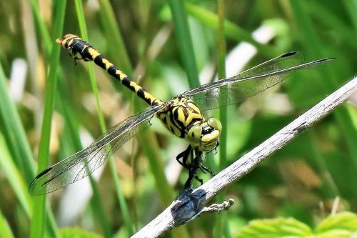 Réf. 268 207 : Onychogomphus forcipatus