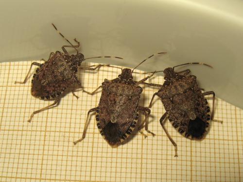 Halyomorpha halys