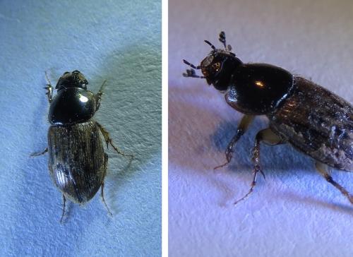 Nimbus contaminatus