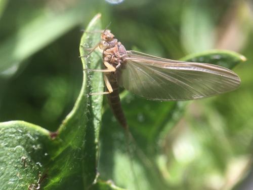 Baetis sp.