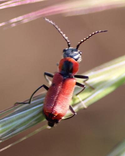 Clanoptilus rufus