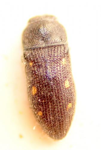 Réf. 268 245 : Acmaeodera bipunctata