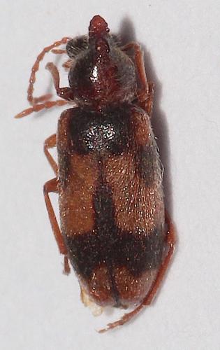 Notoxus brachycerus
