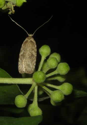 Agonopterix sp.