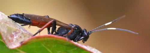 Réf. 268 670 : Stenichneumon culpator