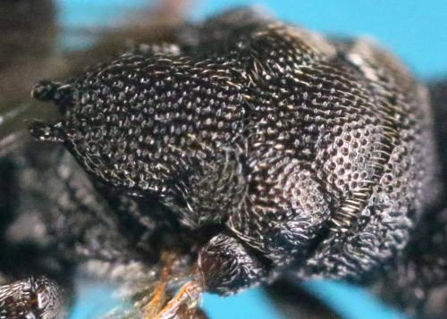 Haltichella rufipes