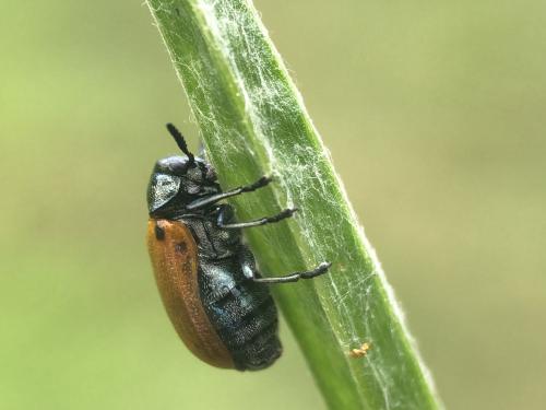 Réf. 268 993 : Labidostomis longimana
