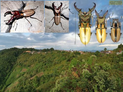 Réf. 268 247 : Cyclommatus albersi pahangensis