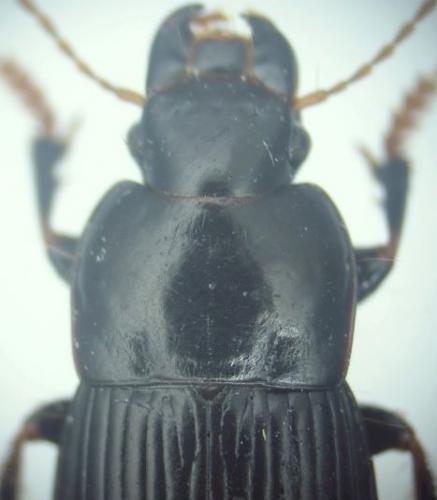 Réf. 268 988 : Harpalus tardus