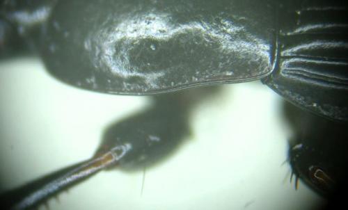 Réf. 268 989 : Harpalus tardus