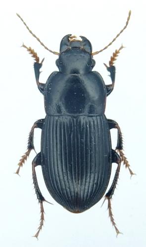 Réf. 268 986 : Harpalus tardus