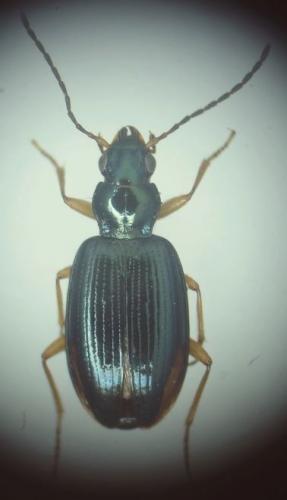 Bembidion monticola