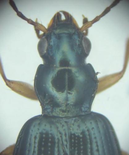 Bembidion monticola