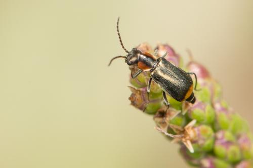 Axinotarsus marginalis