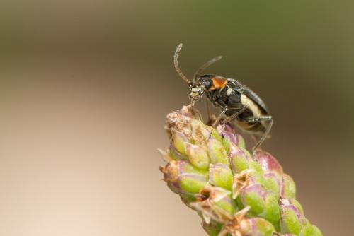 Réf. 268 973 : Axinotarsus marginalis