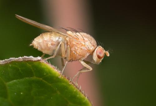 Minettia flavipalpis