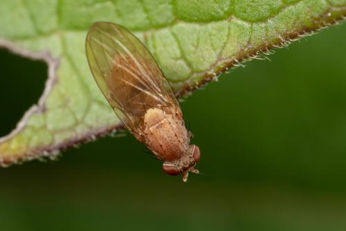 Minettia flavipalpis