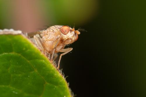 Minettia flavipalpis