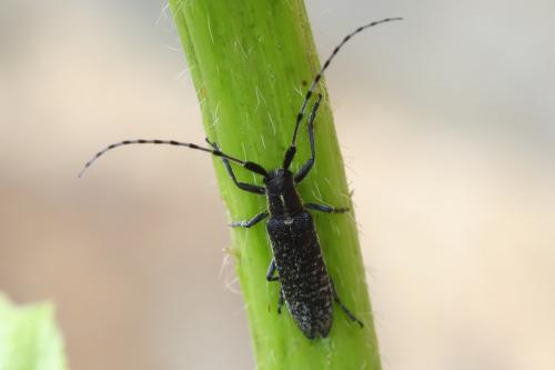 Réf. 268 036 : Agapanthia villosoviridescens