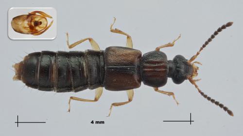 Oxytelus sculptus
