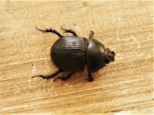 Réf. 268 917 : Geotrupes spiniger