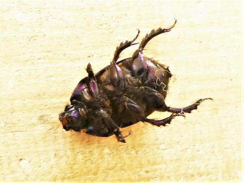 Réf. 268 925 : Geotrupes spiniger