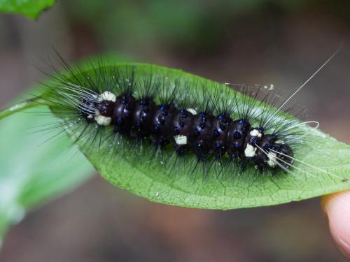 Réf. 268 613 : Pericopis sp.