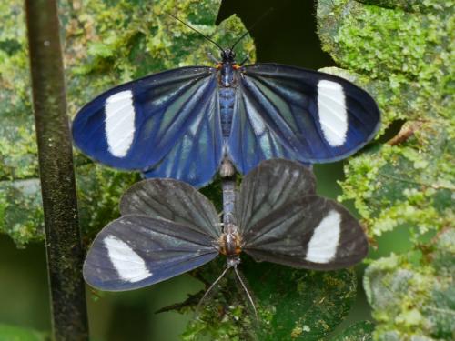 Isostyla zetila