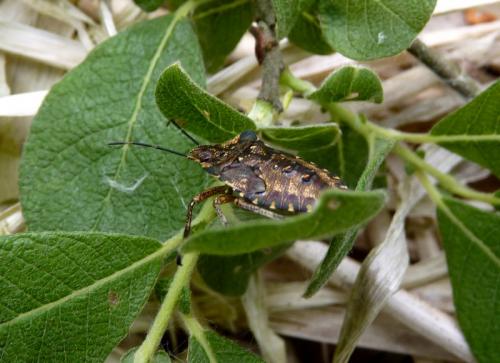 Réf. 268 407 : Pentatoma rufipes