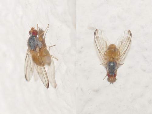 Réf. 268 427 : Palloptera ustulata