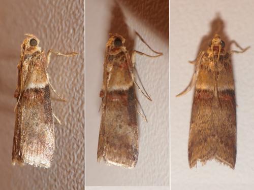 Réf. 268 458 : Acrobasis tumidana