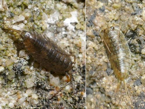Réf. 268 378 : Ligia oceanica