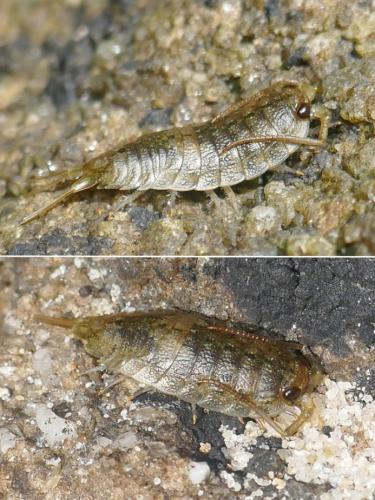 Réf. 268 379 : Ligia oceanica
