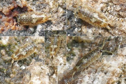 Ligia oceanica